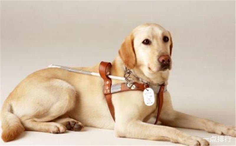 狗带是什么意思？(犬具的隐喻：忠诚、陪伴与死亡)-第1张图片-情感驿站