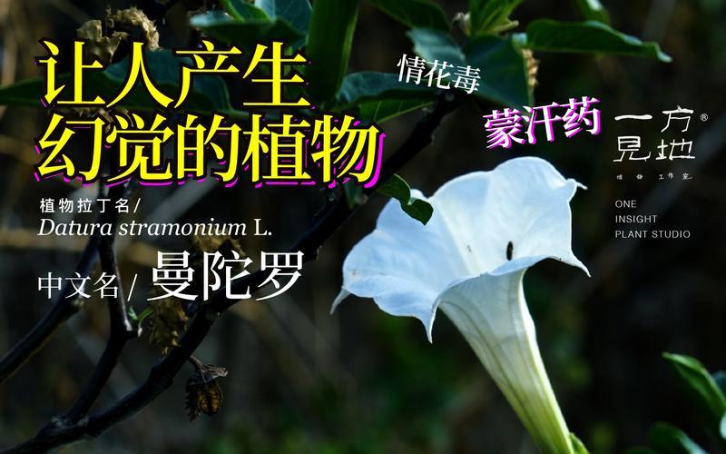 曼陀罗果实泡酒功效(彼岸之花，语绘前生今世情)-第1张图片-情感驿站