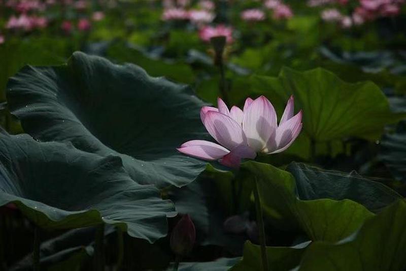 女人半夜莲花开是什么意思—深夜绽放的莲华:解读女人半夜梦境中的隐喻-第1张图片-情感驿站 女人半夜莲花开是什么意思—深夜绽放的莲华:解读女人半夜梦境中的隐喻-第1张图片-情感驿站