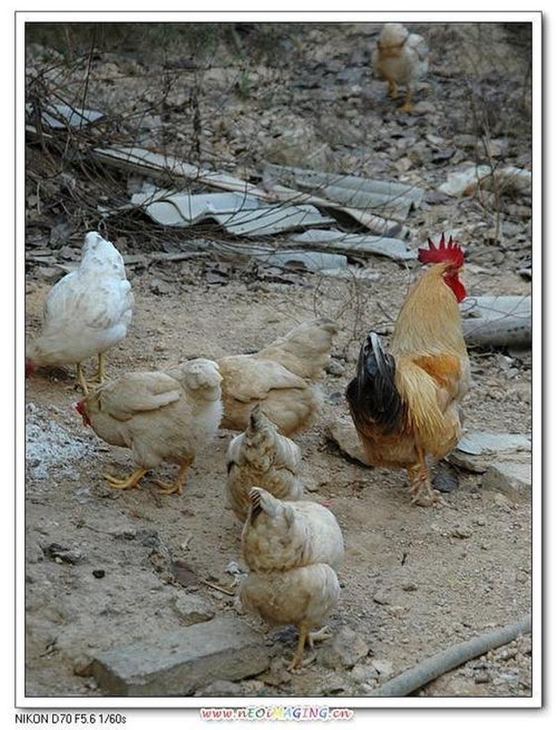 怎么可以让鸡变大变长(如何让鸡只茁壮成长，尺寸傲视群雄)-第1张图片-情感驿站