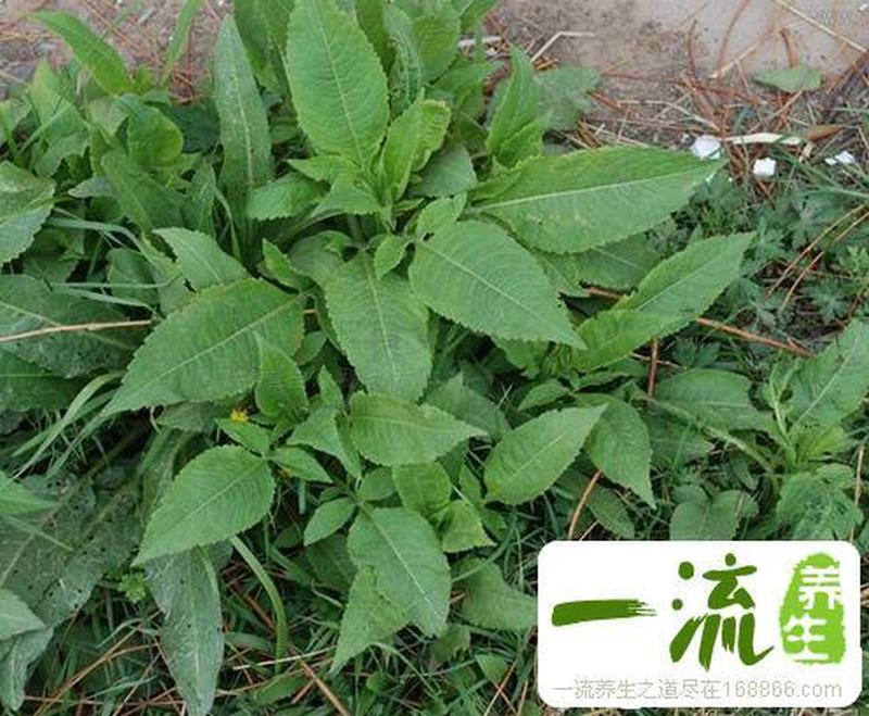 川断泡水喝的功效与作用和用量_川断泡水：神奇药草，调理身体，提升健康-第1张图片-情感驿站
