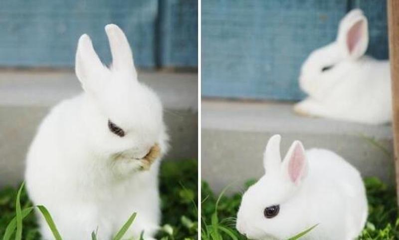 男朋友总是想吃我的小兔兔—男友馋兔萌宠 不顾我百般阻挠-第1张图片-情感驿站