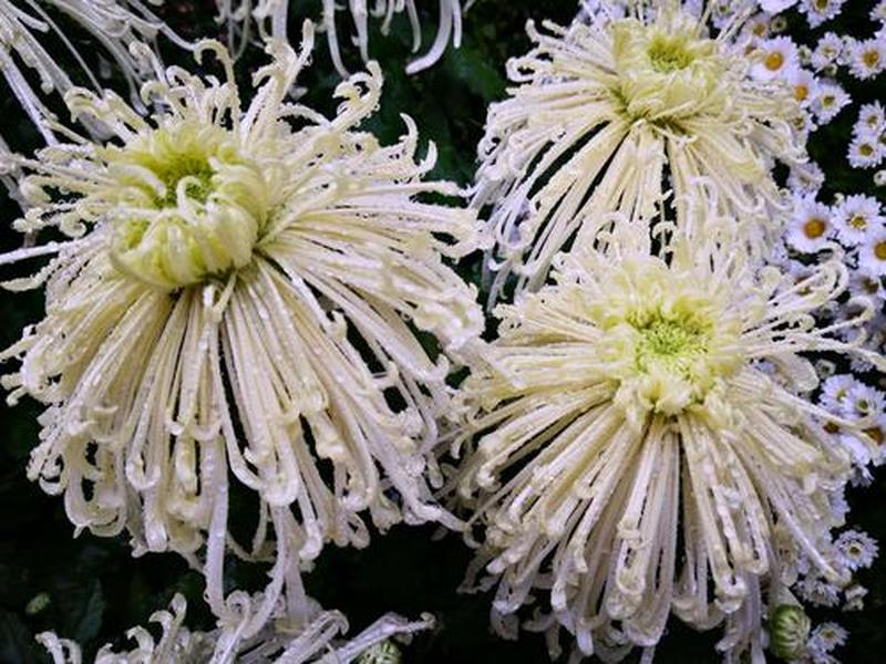 后面菊花开过和没开过的区别—菊花妖娆与平淡之辨-第1张图片-情感驿站