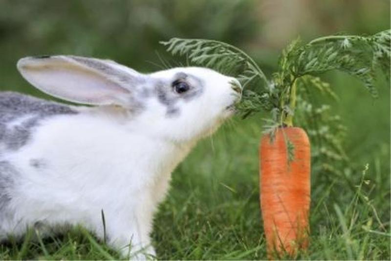 女生的小兔兔吃起来什么口感_兔兔香嫩化骨，齿间绽放鲜甜-第1张图片-情感驿站