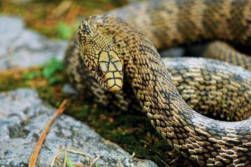 男人梦见蛇是什么预兆(男人梦见蛇，吉凶预兆大解析)-第1张图片-情感驿站