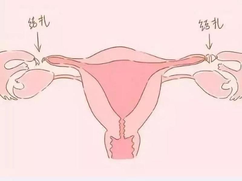 女生和男生怎么样才能怀上宝宝呢—解锁生育密码：女生男生孕育指南-第1张图片-情感驿站