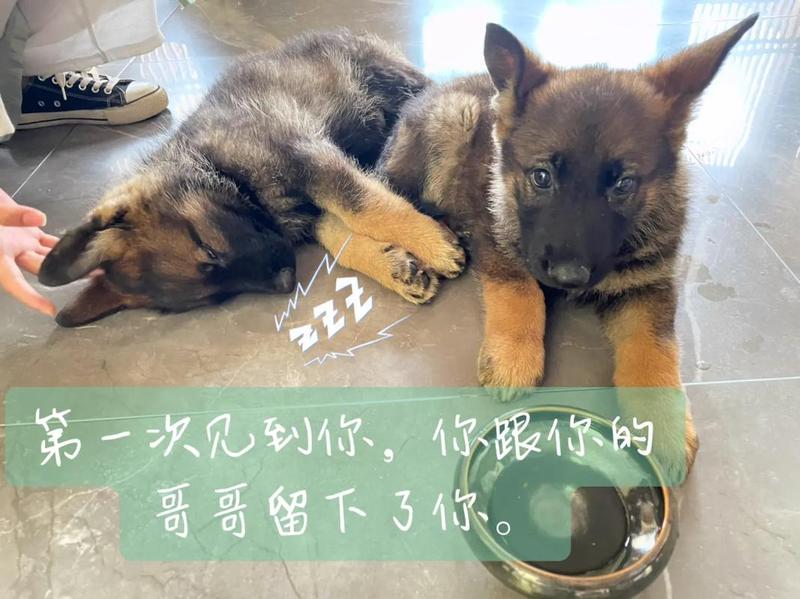 汪星人的登人秘史：揭秘狗子如何成为人类伴侣-第1张图片-情感驿站