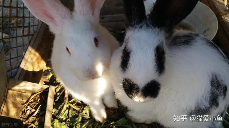 男朋友咬小兔兔是应该怎么回应_当爱咬小兔兔时，女友如何应对-第1张图片-情感驿站