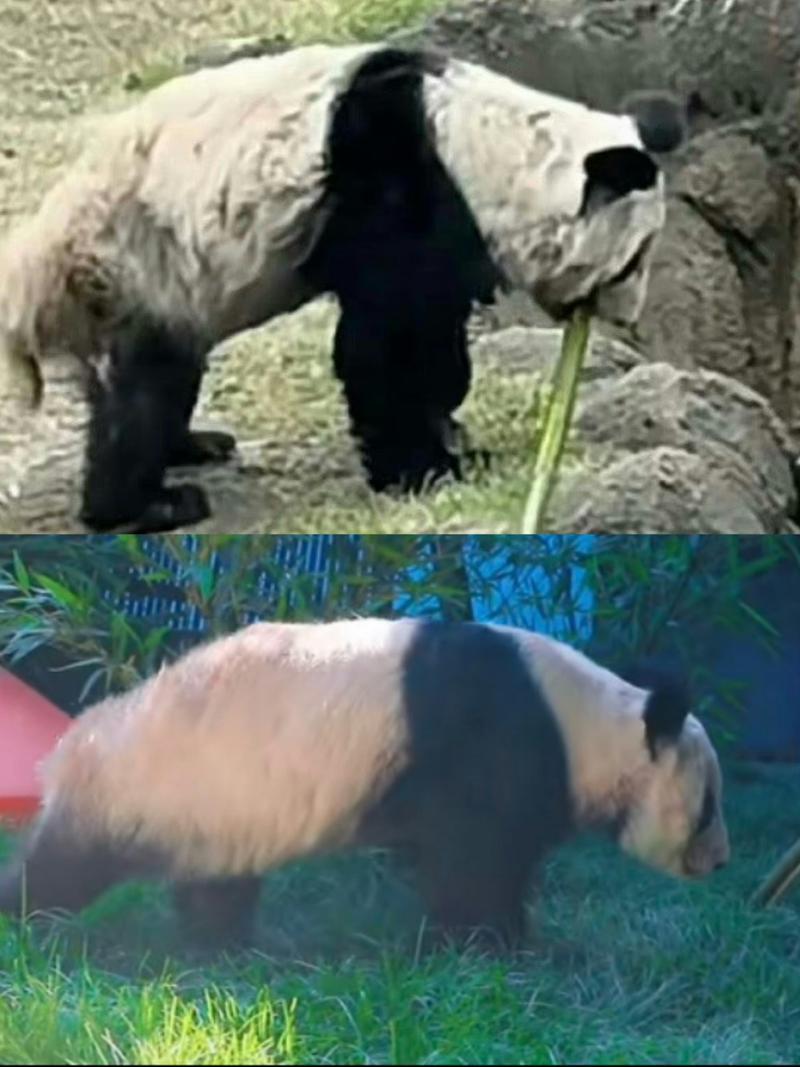 中动协专家赴美悉心照料雄猫丫丫-第1张图片-情感驿站
