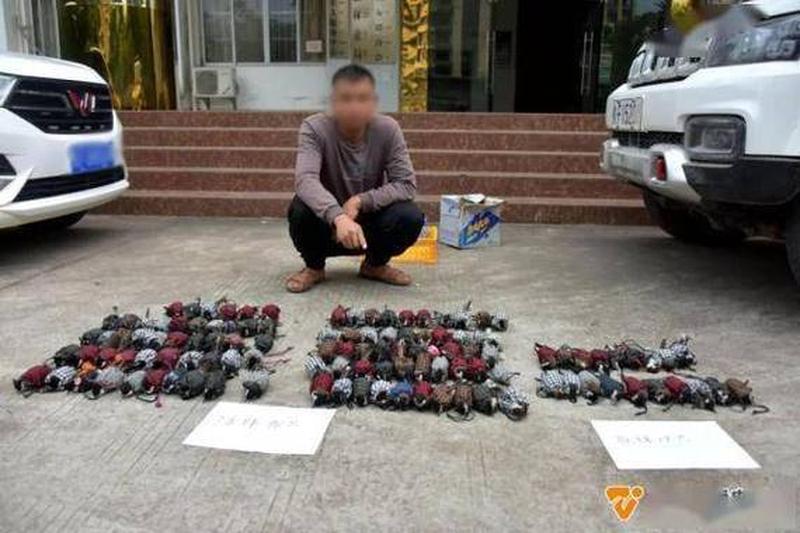 吃男人大鸟硬起来图_肉食鸟类发现人类美食，一柱擎天欲扑咬-第1张图片-情感驿站