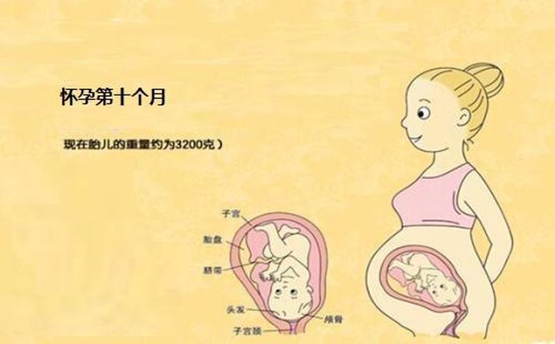 和妈妈生孩子计划—我在妈妈肚子里长大的奇妙旅程-第1张图片-情感驿站 和妈妈生孩子计划—我在妈妈肚子里长大的奇妙旅程-第1张图片-情感驿站