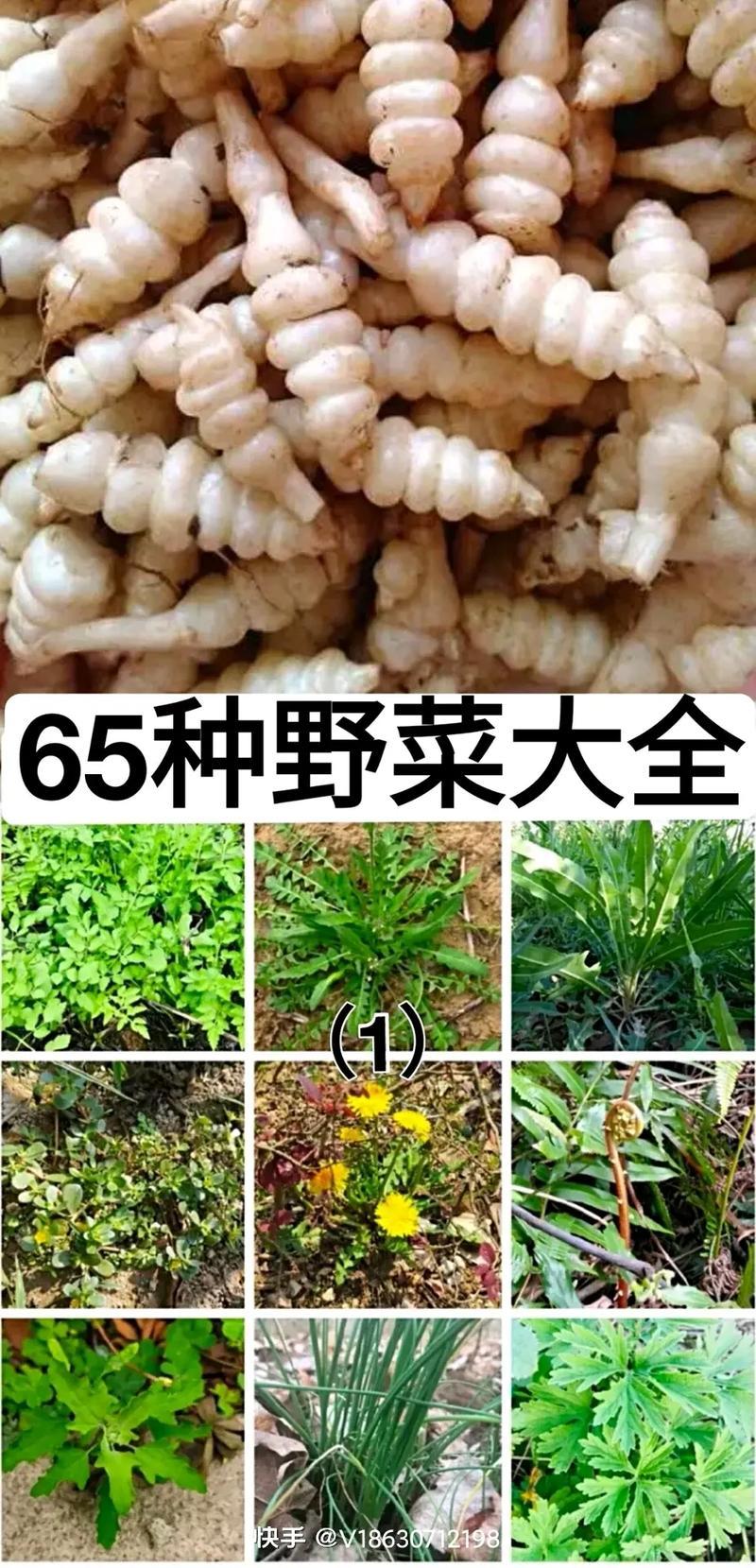 挖掘春日秘味 探寻野菜觅食乐趣-第1张图片-情感驿站