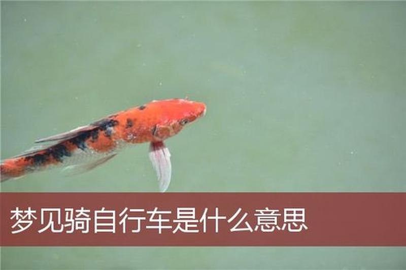 周公解梦梦见骑自行车下坡(夜幕下疾驰的自行车之梦)-第1张图片-情感驿站
