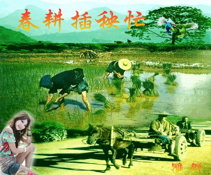 30张情侣插秧法图片，解锁春耕无限乐趣-第1张图片-情感驿站
