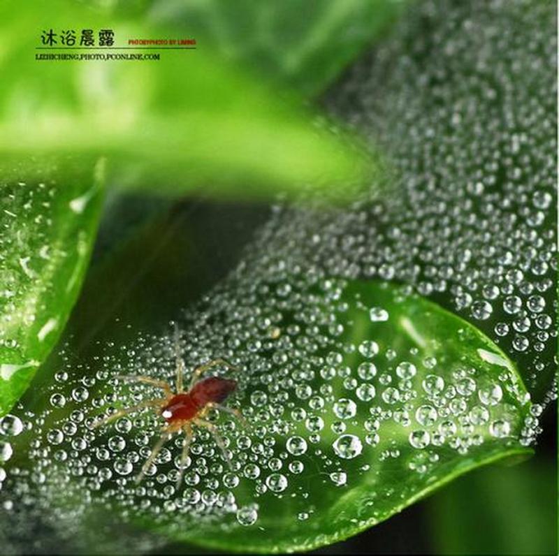 晨露般轻柔的吻，唤醒沉睡的灵魂-第1张图片-情感驿站