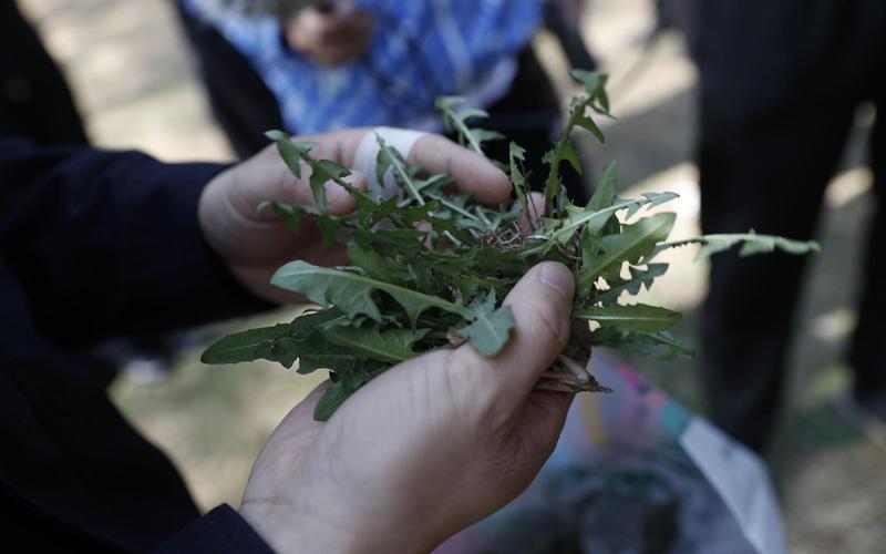 恋爱脑挖野菜是什么意思 *** 用语— *** 热词挖野菜”揭秘：从寻找美食到调侃职场-第1张图片-情感驿站