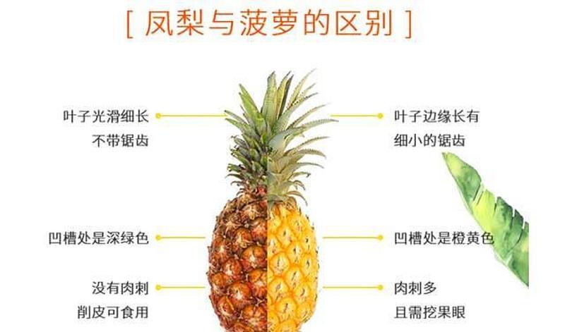 凤梨与菠萝的区别(凤菠同源异名 探寻热带果实背后的差异)-第1张图片-情感驿站