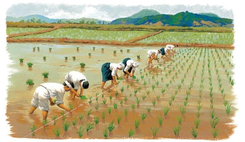 夫妻之间的100种插秧法—百年恩爱百种耕，夫妻插秧乐无穷-第1张图片-情感驿站
