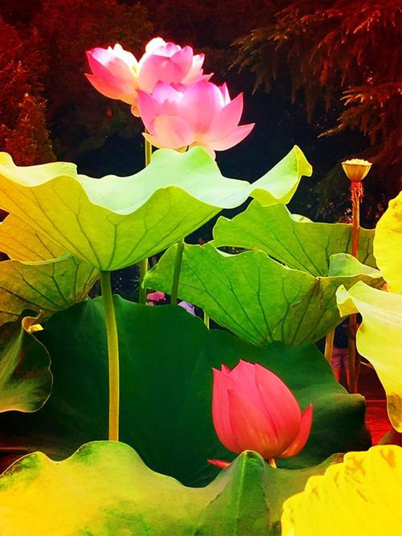 女性半夜莲花开什么意思_午夜莲花绽，多情晓露缘-第1张图片-情感驿站