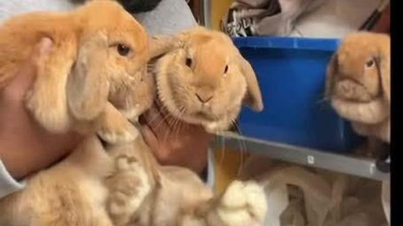 男友对兔子头的爱抚：柔情蜜意触碰-第1张图片-情感驿站