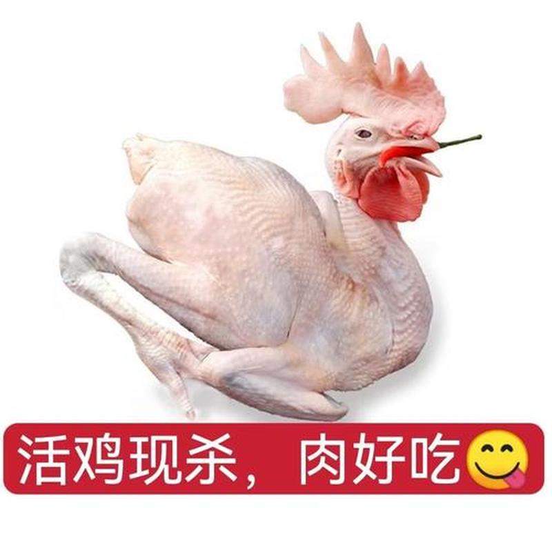 怎么能让鸡变长变大吃什么药—揭秘鸡界健身秘籍：变大变长运动全指南-第1张图片-情感驿站