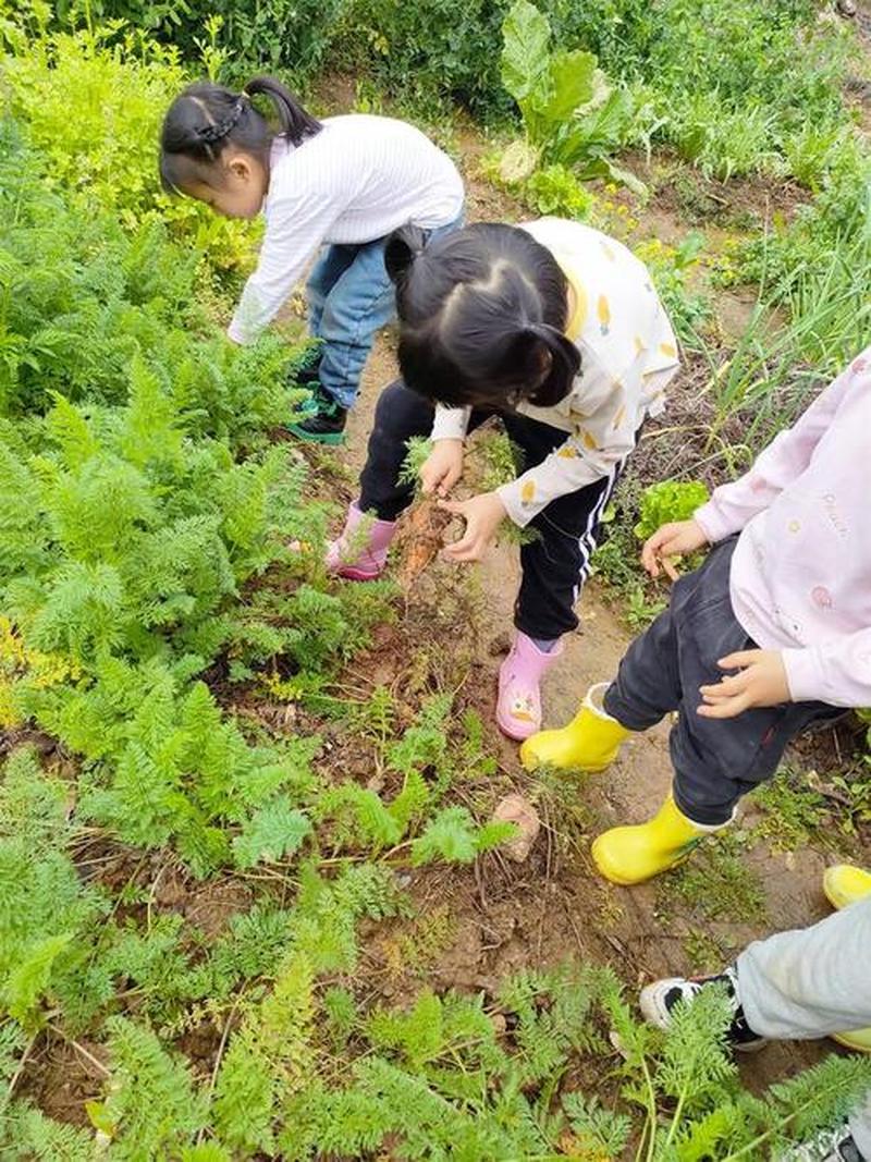 拔萝卜里的酸奶智慧-第1张图片-情感驿站