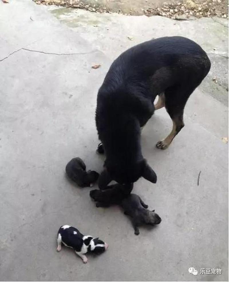 狗宝宝在狗妈妈肚子里叫—爱犬见证小主人诞生时刻，感人至深-第1张图片-情感驿站