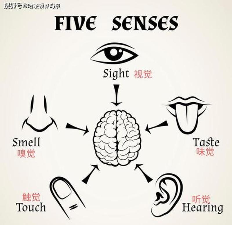 安静的女生给人的感觉是什么_感官之谜：触觉、味觉、视觉、嗅觉、听觉-第1张图片-情感驿站