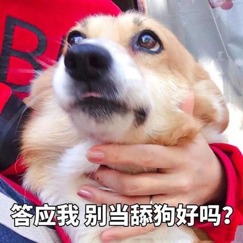 揭秘舔狗真正含义,冲破情感迷雾-第1张图片-情感驿站 揭秘舔狗真正含义,冲破情感迷雾-第1张图片-情感驿站