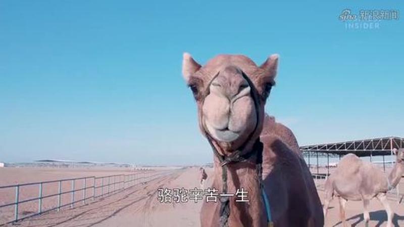 狗狗又长又大卡在里面出不来_毛茸茸探险家困陷狭窄小洞-第1张图片-情感驿站