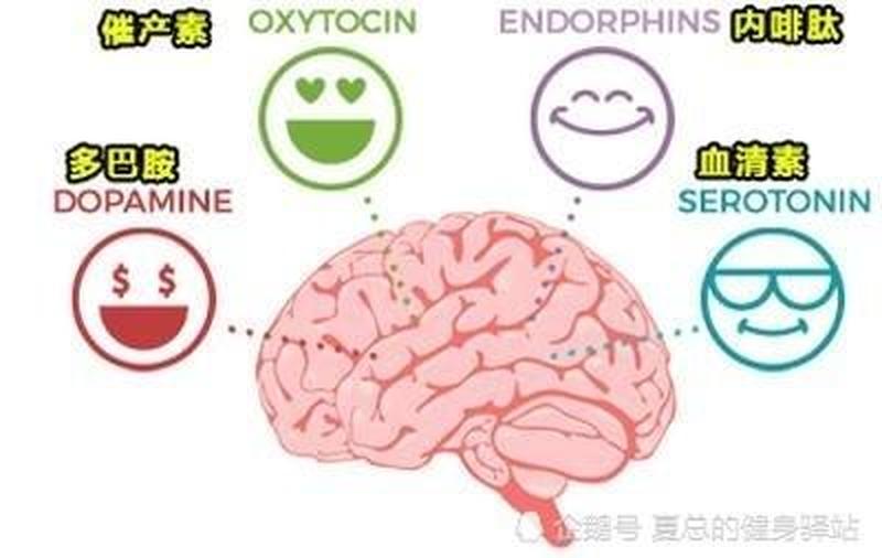 多巴胺、血清素、内啡肽遗失:大脑化学失衡的信号-第1张图片-情感驿站 多巴胺、血清素、内啡肽遗失:大脑化学失衡的信号-第1张图片-情感驿站