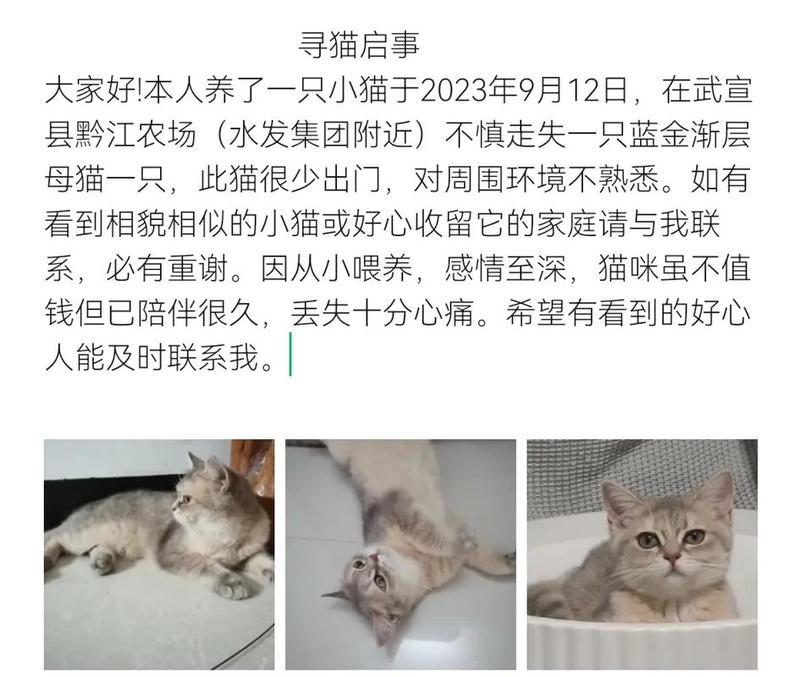 女子梦中寻猫事，寓意纷呈待解谜-第1张图片-情感驿站