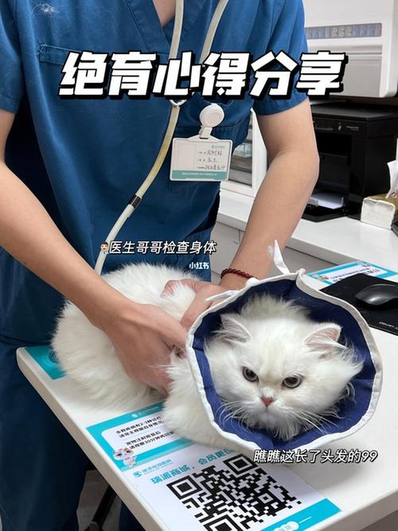 给猫做绝育手术多少钱(猫咪绝育手术费用全解析)-第1张图片-猫咪屋