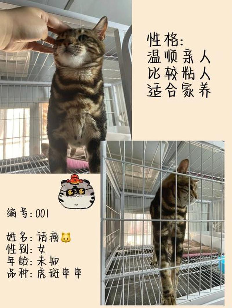 领养猫咪在哪里领养,免费吗_爱心港湾：领养流浪猫狗，传递温暖-第1张图片-猫咪屋