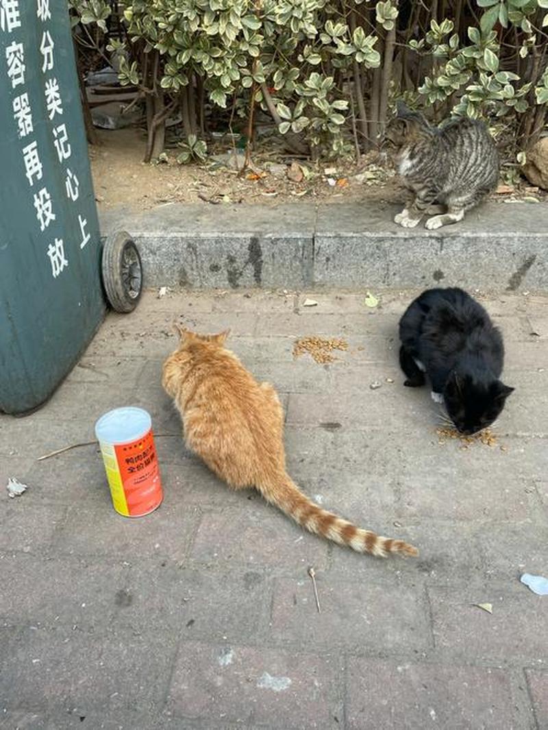 流浪猫喂什么猫粮—流浪猫喂什么猫粮比较安全-第1张图片-猫咪屋