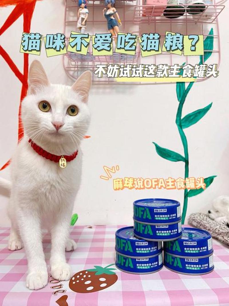 猫咪罐头和猫粮怎么喂—猫罐头猫粮科学喂养指南-第1张图片-猫咪屋