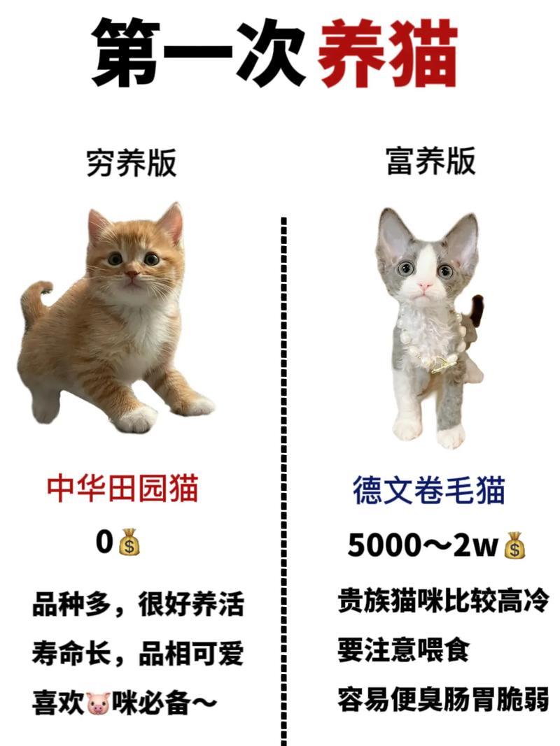 为什么穷富养猫—猫穷狗富：背后的科学与社会成因-第1张图片-猫咪屋