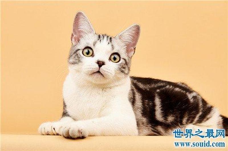 家养猫的种类_家猫百变品种大盘点：从温顺到顽皮的猫咪选择指南-第1张图片-猫咪屋