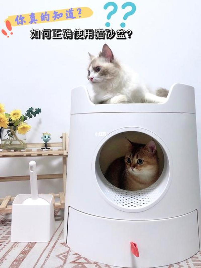 养猫用什么地面_养猫用什么地面好-第1张图片-猫咪屋