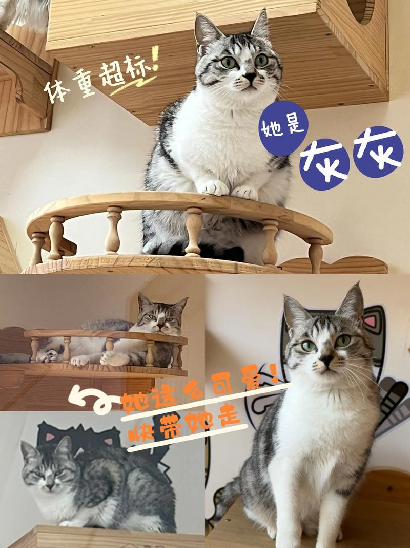 广州无偿领养猫咪(增城暖心领养：赋予猫咪一个爱与家的新篇章)-第1张图片-猫咪屋