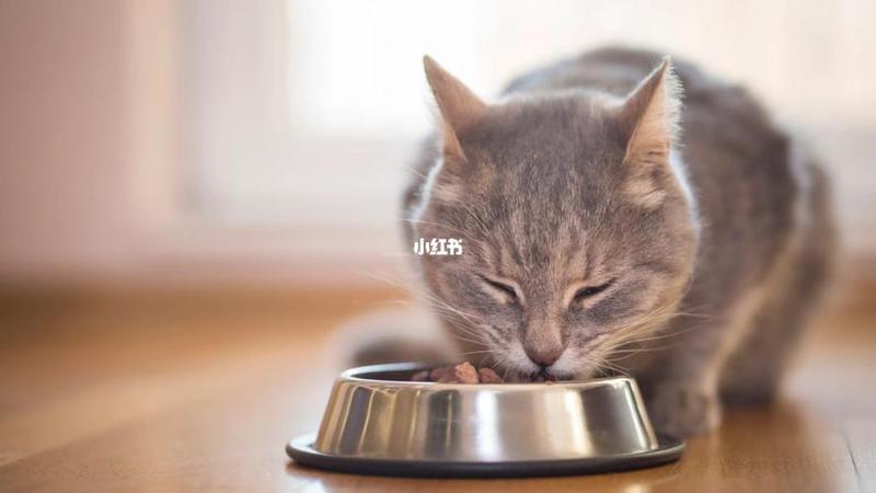 猫粮和猫饭混喂(猫粮跟猫饭放一起吃好吗)-第1张图片-猫咪屋
