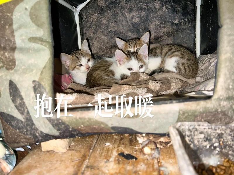 深圳收容所领养猫_在深圳领养爱猫，赋予流浪喵新生-第1张图片-猫咪屋