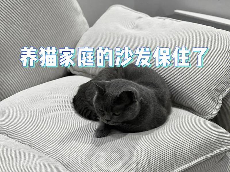 养猫如何保护沙发_养猫怎么保护沙发-第1张图片-猫咪屋