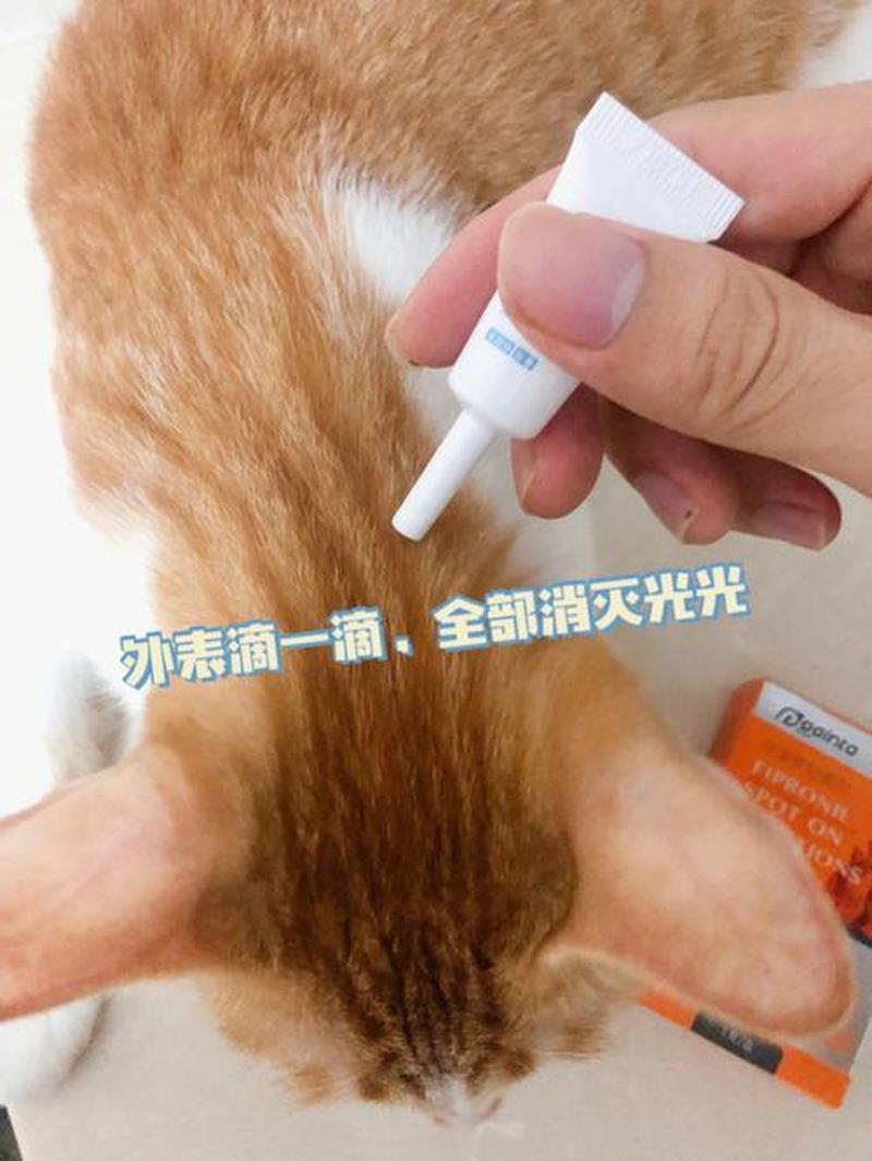 如何喂猫体内驱虫药水—铲屎官必备：给猫咪喂体内驱虫药的正确姿势-第1张图片-猫咪屋