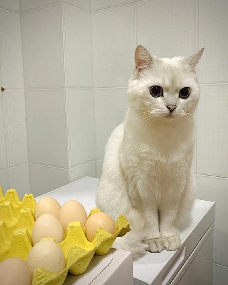 猫每天喂什么好处和坏处(猫咪每天喂食)-第1张图片-猫咪屋