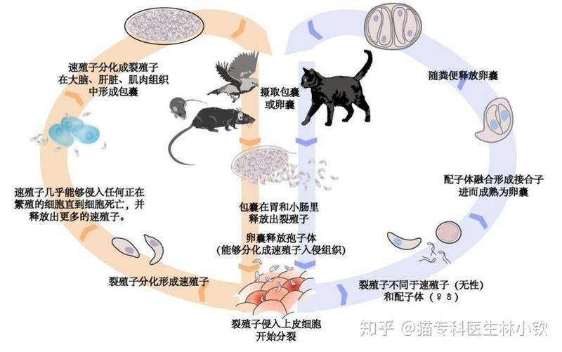 养猫怎样会感染弓形虫_养猫什么情况下会传染弓形虫-第1张图片-猫咪屋