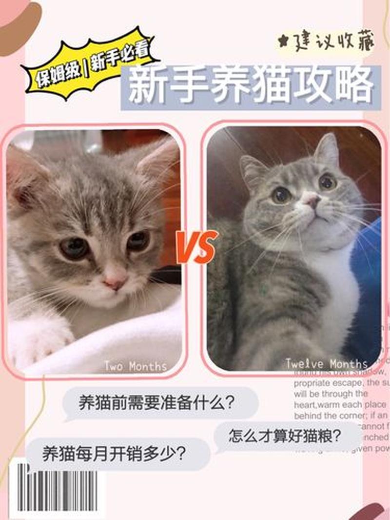 上班族如何养猫咪—都市白领幸福养猫全攻略-第1张图片-猫咪屋