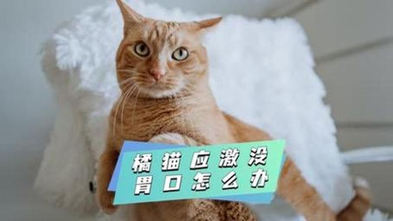 猫过后没食欲(猫过后没食欲怎么回事)-第1张图片-猫咪屋