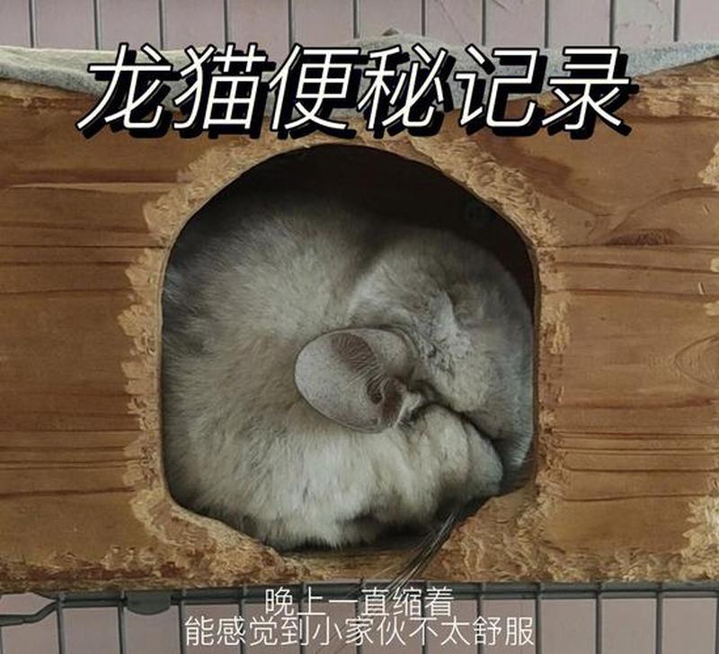 龙猫一天喂食量(龙猫每日零食摄取量指南)-第1张图片-猫咪屋