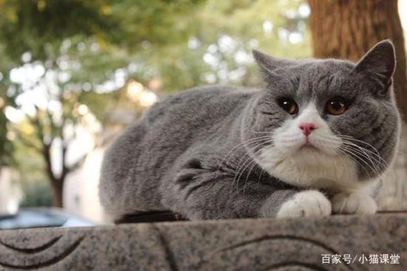 养猫猫的花费大吗_养猫的费用是不是很高-第1张图片-猫咪屋